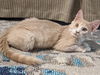 MARLIN - Brother to Misha and Maisy