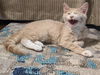 MARLIN - Brother to Misha and Maisy