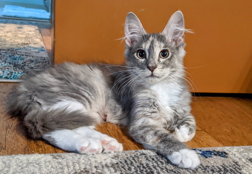 MISHA - Sister to Marlin and Maisy