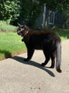 BEAR - Offered by Owner - In/out