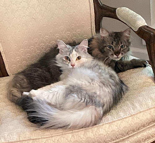 Ciaran and Fiona - Siberian Pair