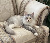 Ciaran and Fiona - Siberian Pair