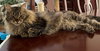 Ciaran and Fiona - Siberian Pair