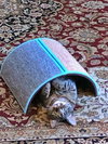 PETEY GIRL - Offered by Owner - Young adult