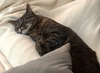 PETEY GIRL - Offered by Owner - Young adult