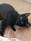 ONYX