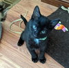 ONYX