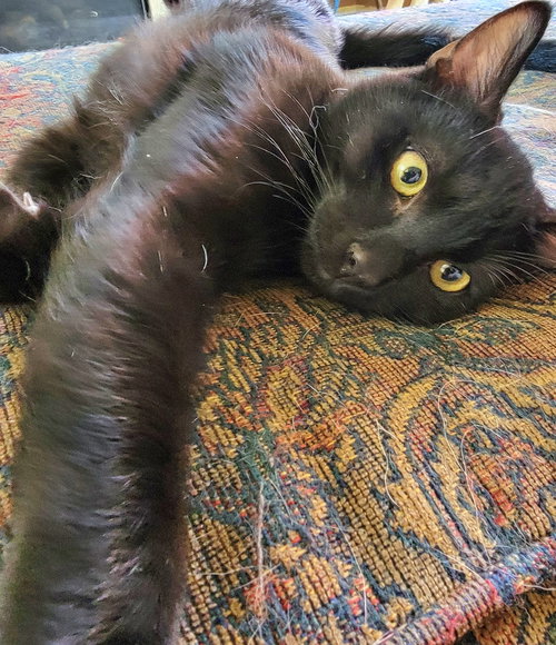 ONYX