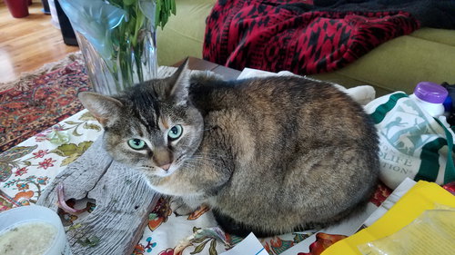 TWINKLE - Offered by Owner