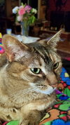TWINKLE - Offered by Owner