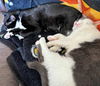 PEPSI and SISSY - Offered by Owner