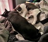PEPSI and SISSY - Offered by Owner