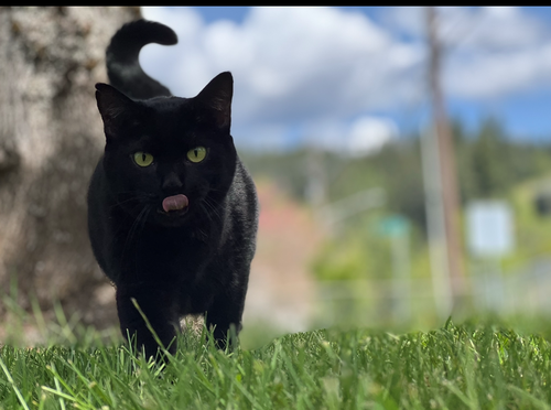 BEAUTY - Offered by Owner