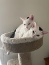Bullseye and Pegasus -Offered by Owner