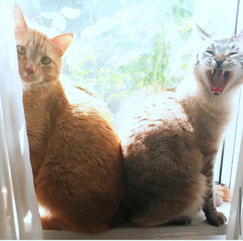BETA and STITCH - Offered by Owner -Bonded Boys
