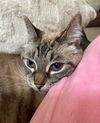 BETA and STITCH - Offered by Owner -Bonded Boys