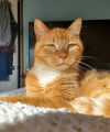 BETA and STITCH - Offered by Owner -Bonded Boys