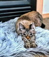 BETA and STITCH - Offered by Owner -Bonded Boys