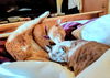 BETA and STITCH - Offered by Owner -Bonded Boys