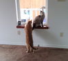 BETA and STITCH - Offered by Owner -Bonded Boys