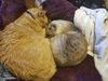 BETA and STITCH - Offered by Owner -Bonded Boys