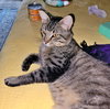 MIKEY - Offered by Owner - Indoor/Outdoor
