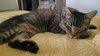 MIKEY - Offered by Owner - Indoor/Outdoor