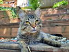 MIKEY - Offered by Owner - Indoor/Outdoor