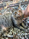 MIKEY - Offered by Owner - Indoor/Outdoor
