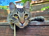 MIKEY - Offered by Owner - Indoor/Outdoor