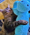 MIKEY - Offered by Owner - Indoor/Outdoor