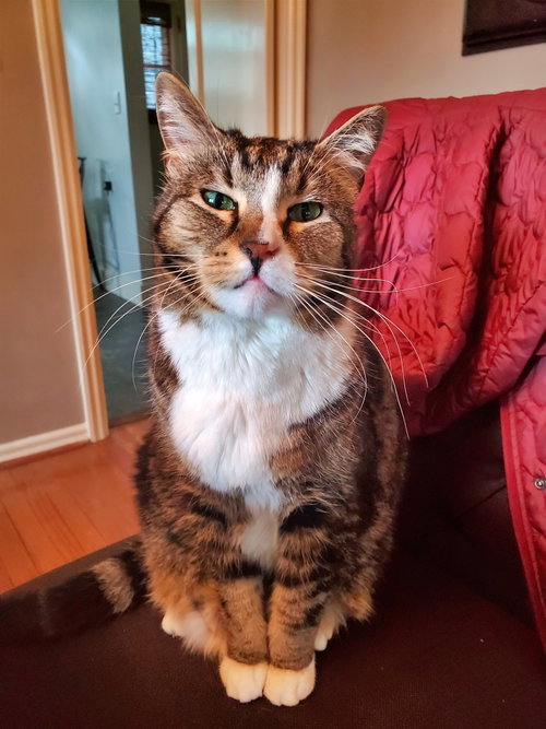 CHARLIE BEAR - Offered by Owner