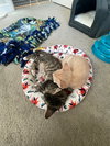 Draco and Kitters  together