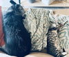 Draco and Kitters  together