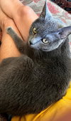 SUKI - Offered by Owner