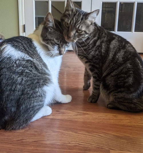 BEN and JERRY - 2-year old pair