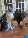 BEN and JERRY - 2-year old pair