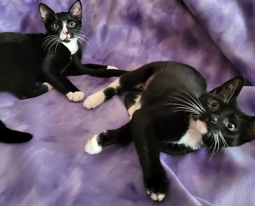 Pepe and Penelope