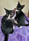 Pepe and Penelope