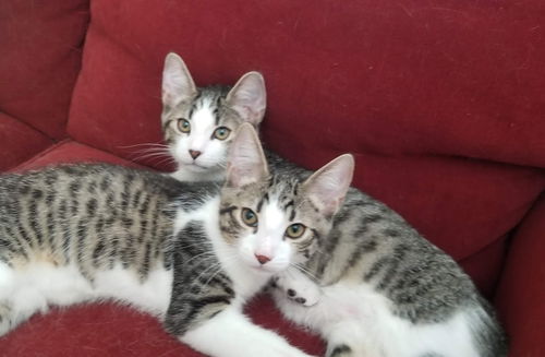 FRANKIE 'n  JOEY