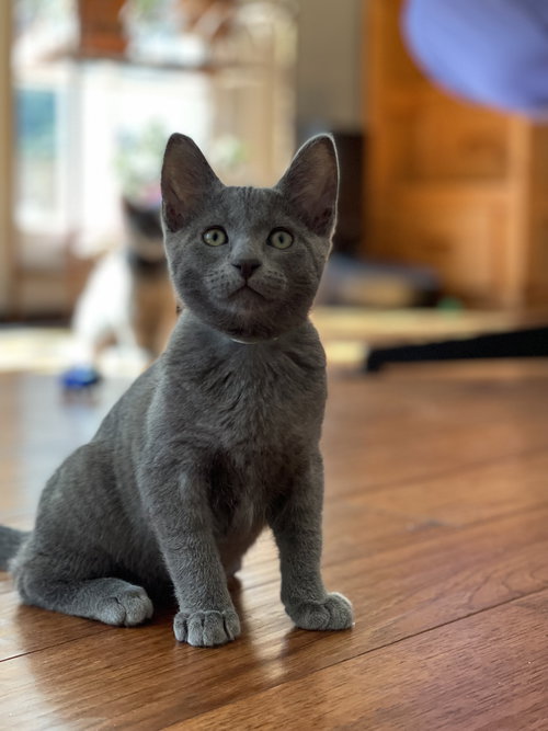 SUNNY - Stardust Kitten #1