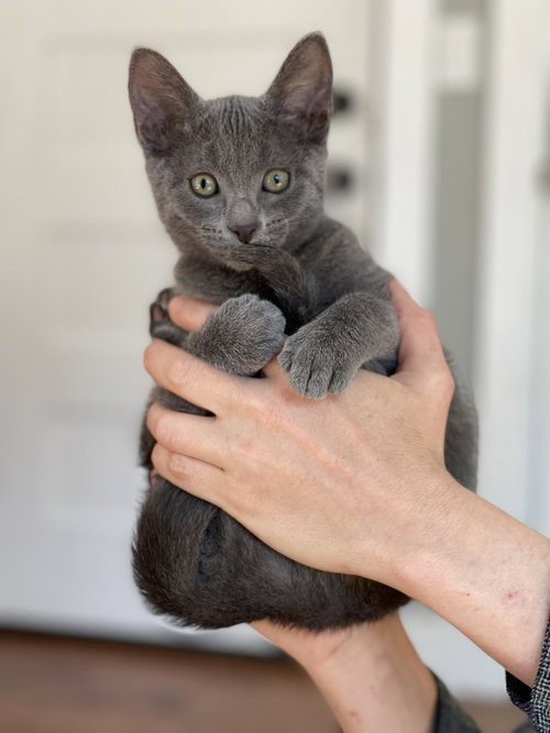 MERCURY - Stardust Kitten #3