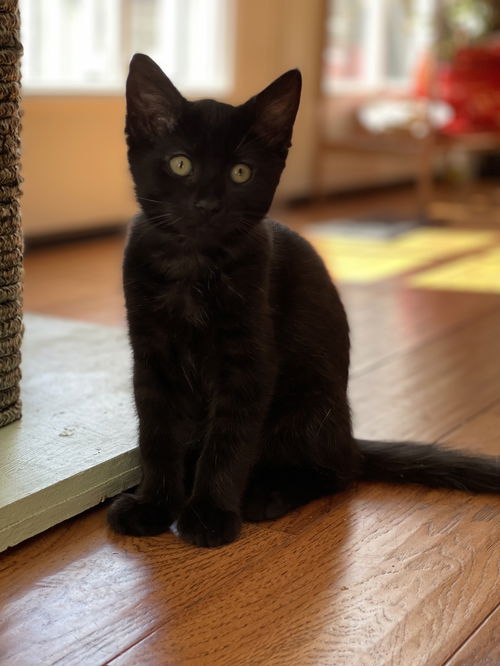 MARS - Stardust Kitten #5