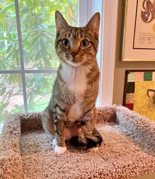 MINNIE - Offered by Owner - Young & Friendly