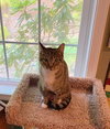 MINNIE - Offered by Owner - Young & Friendly