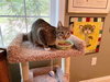 MINNIE - Offered by Owner - Young & Friendly