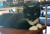 FLUFFY - Offred by Owner