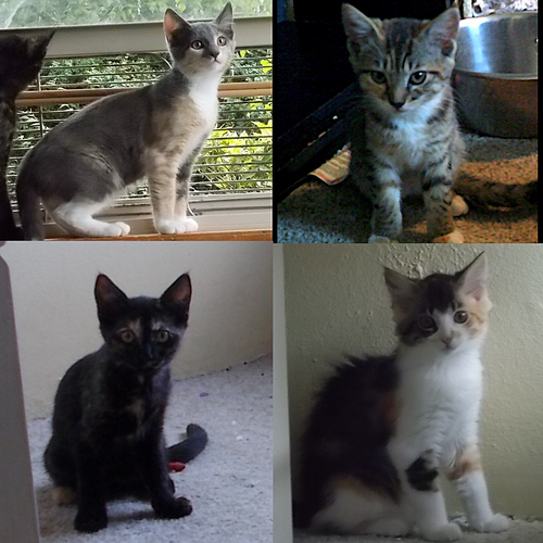 SISTER KITTEN PAIRS - Offered by Owner