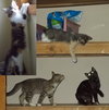 SISTER KITTEN PAIRS - Offered by Owner