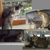 SISTER KITTEN PAIRS - Offered by Owner